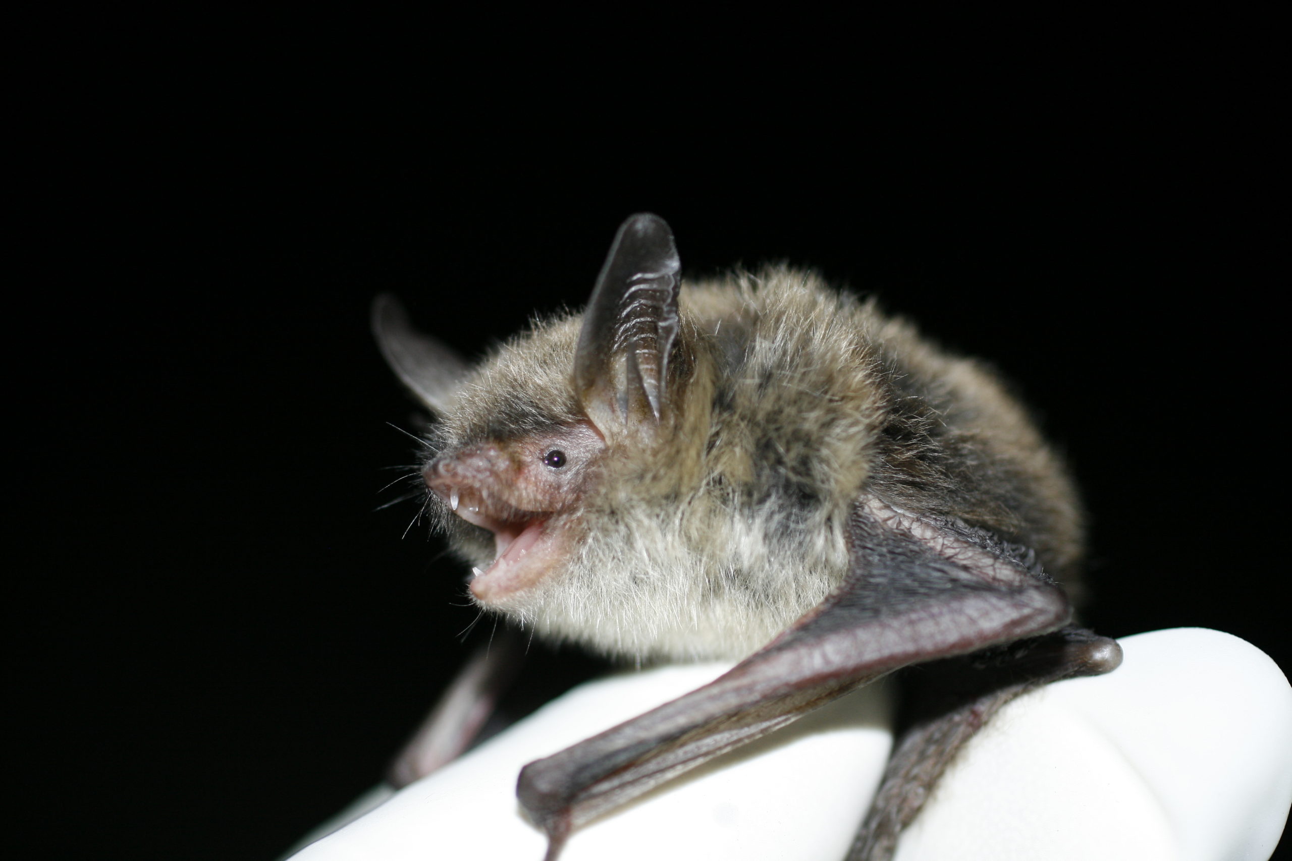 WEST Presented at 1st International Bat Research Symposium - Western ...