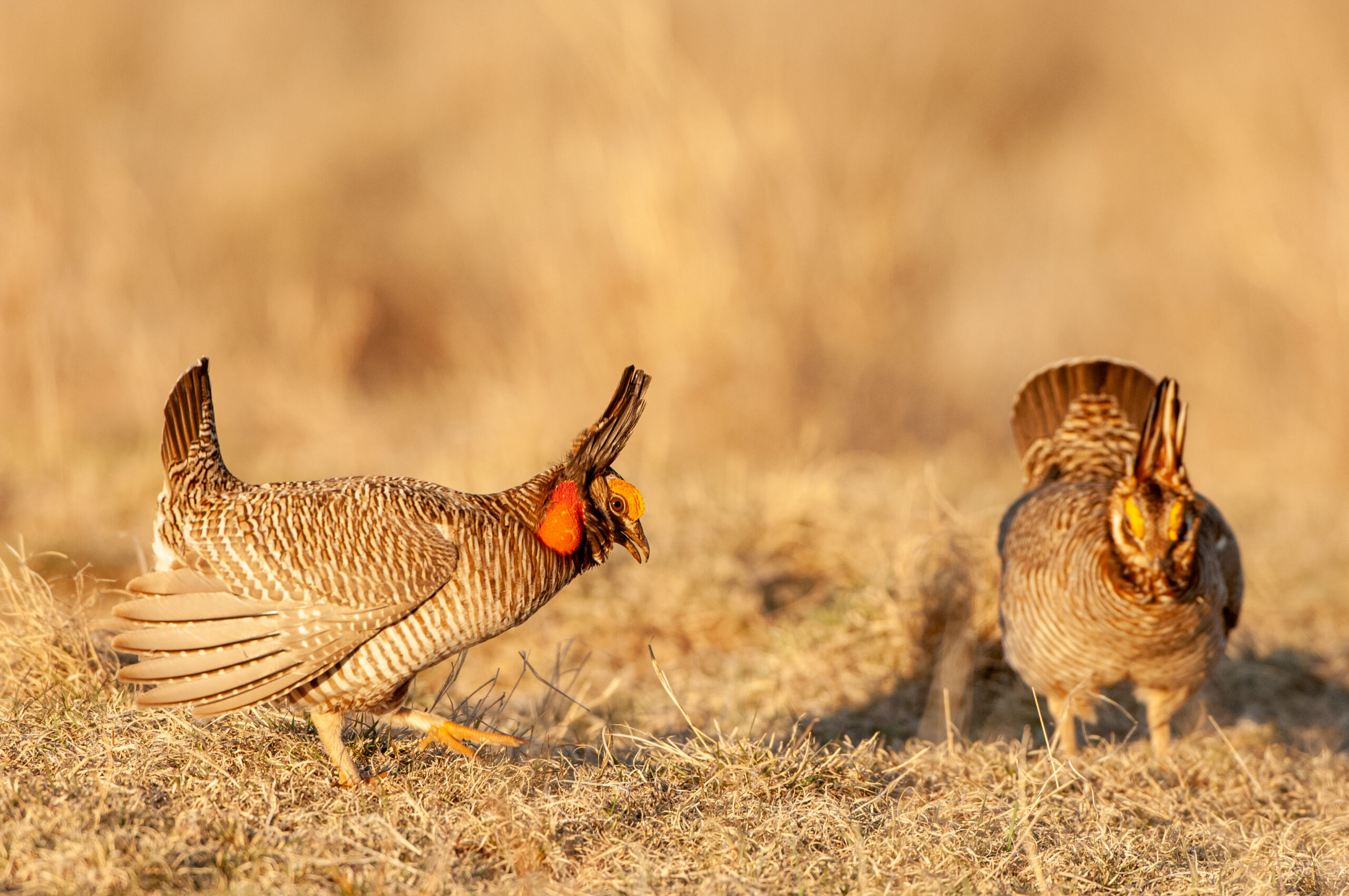 WEST Lesser Prairie Chicken Habitat Tool Western EcoSystems Technology Inc