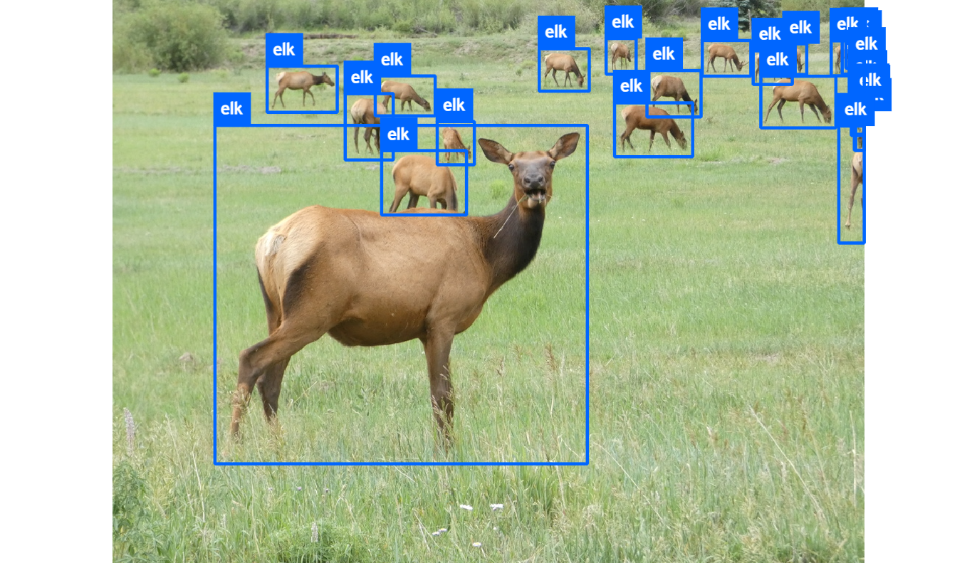 4_1_WildWatch_229429315_WW_label