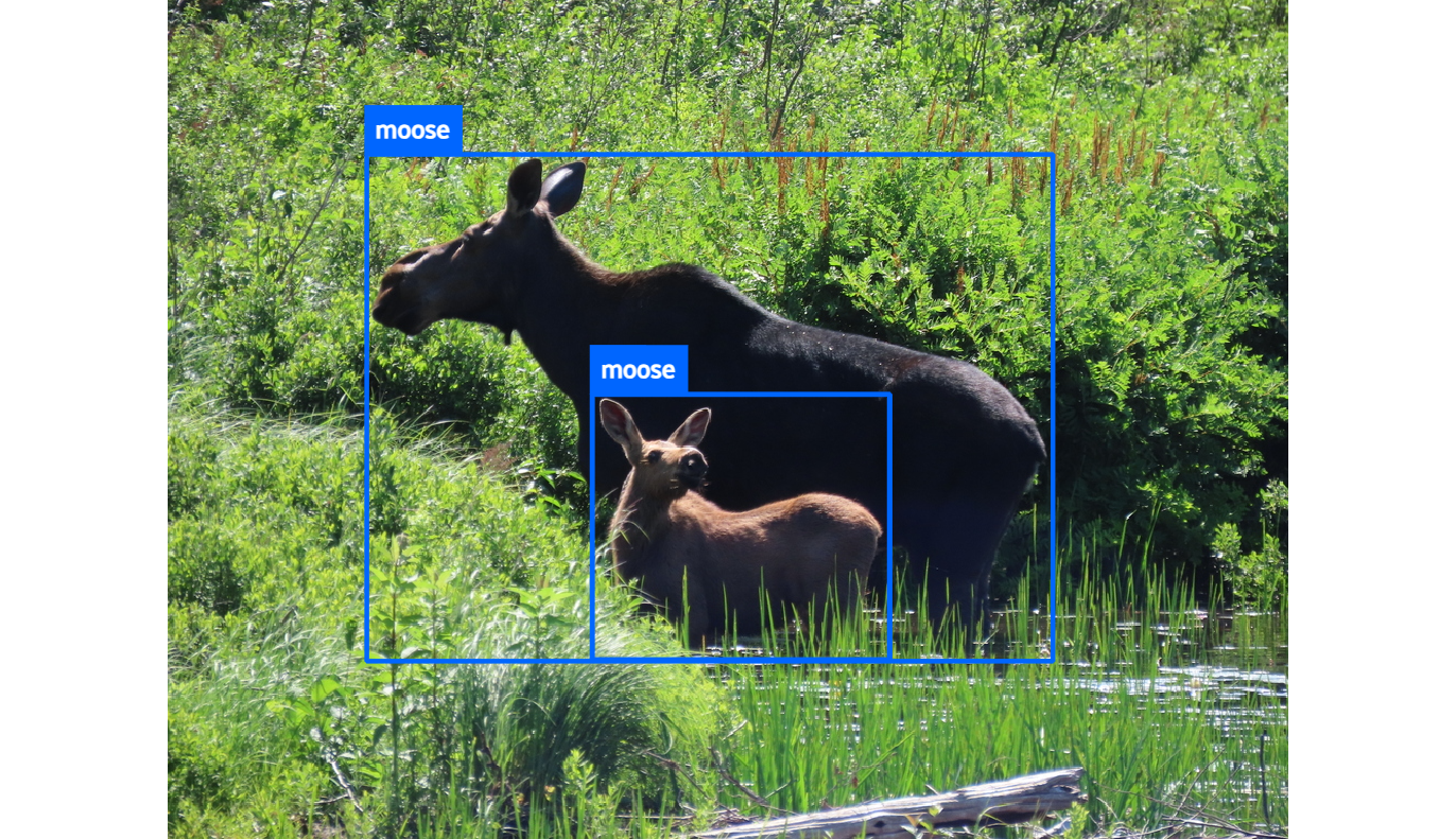 4_1_WildWatch_229506288_WW_label