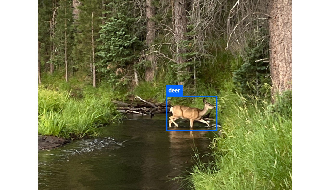 4_1_WildWatch_229517022_WW_label