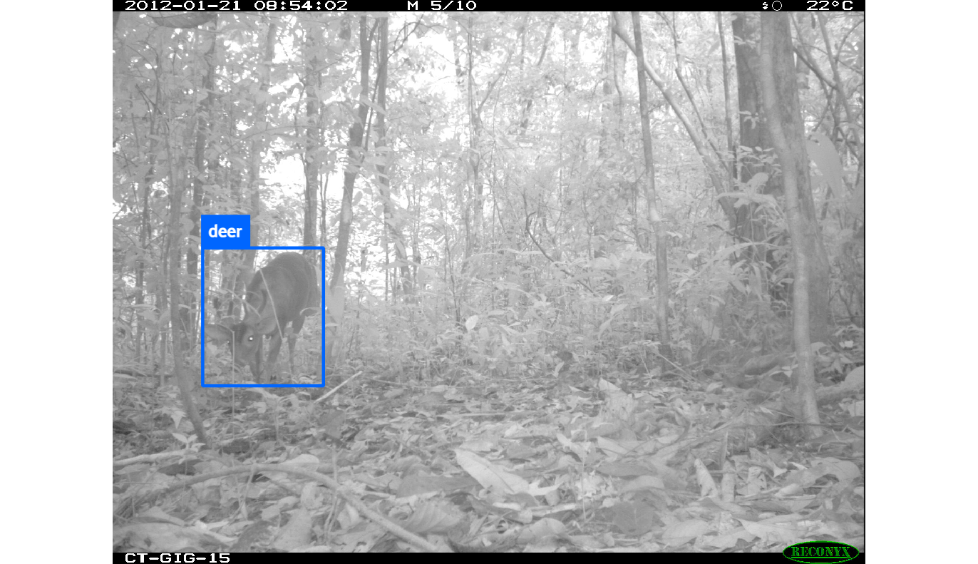 4_1_WildWatch_SEQ90585_IMG_0005_WW_label