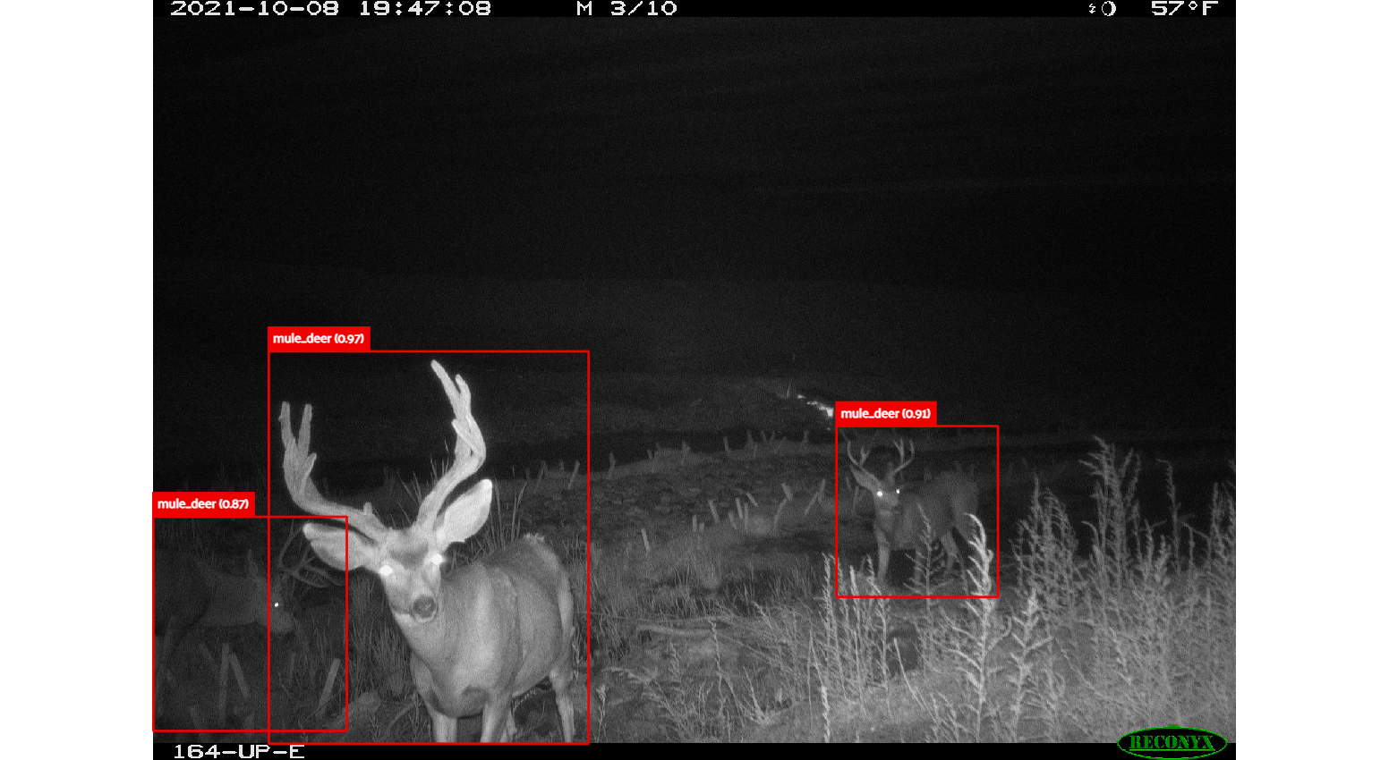 4_1_WildWatch_undefined(1)