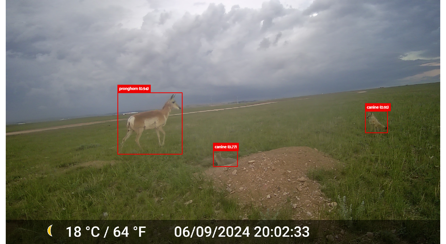 4_1_WildWatch_undefined_(2)(1)