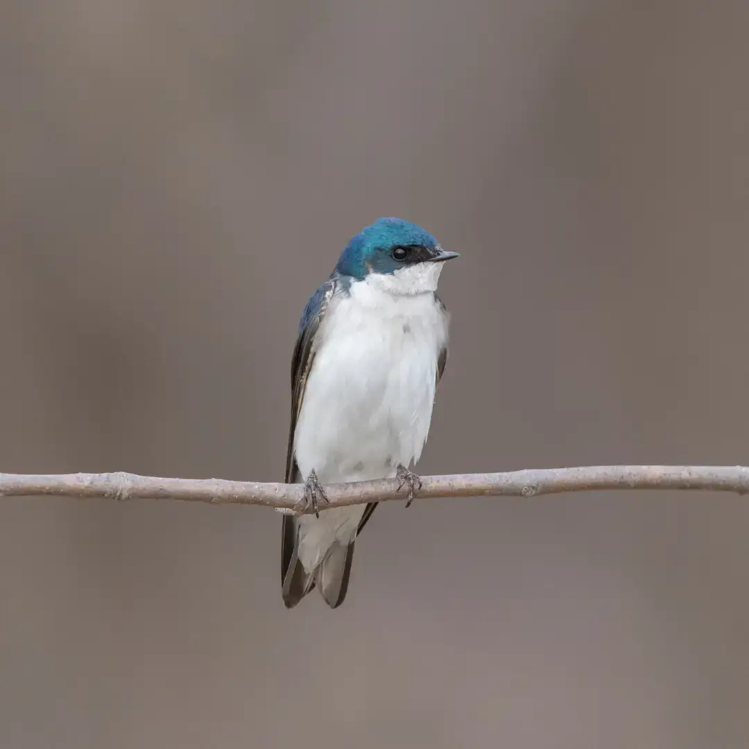 Analyzing Foraging and Habitat Use through Selection - Western ...