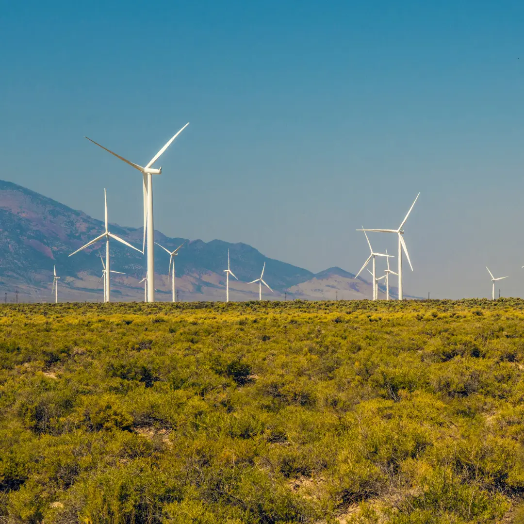 Mortality of Bats at a Large-Scale Wind Power Development at Buffalo ...