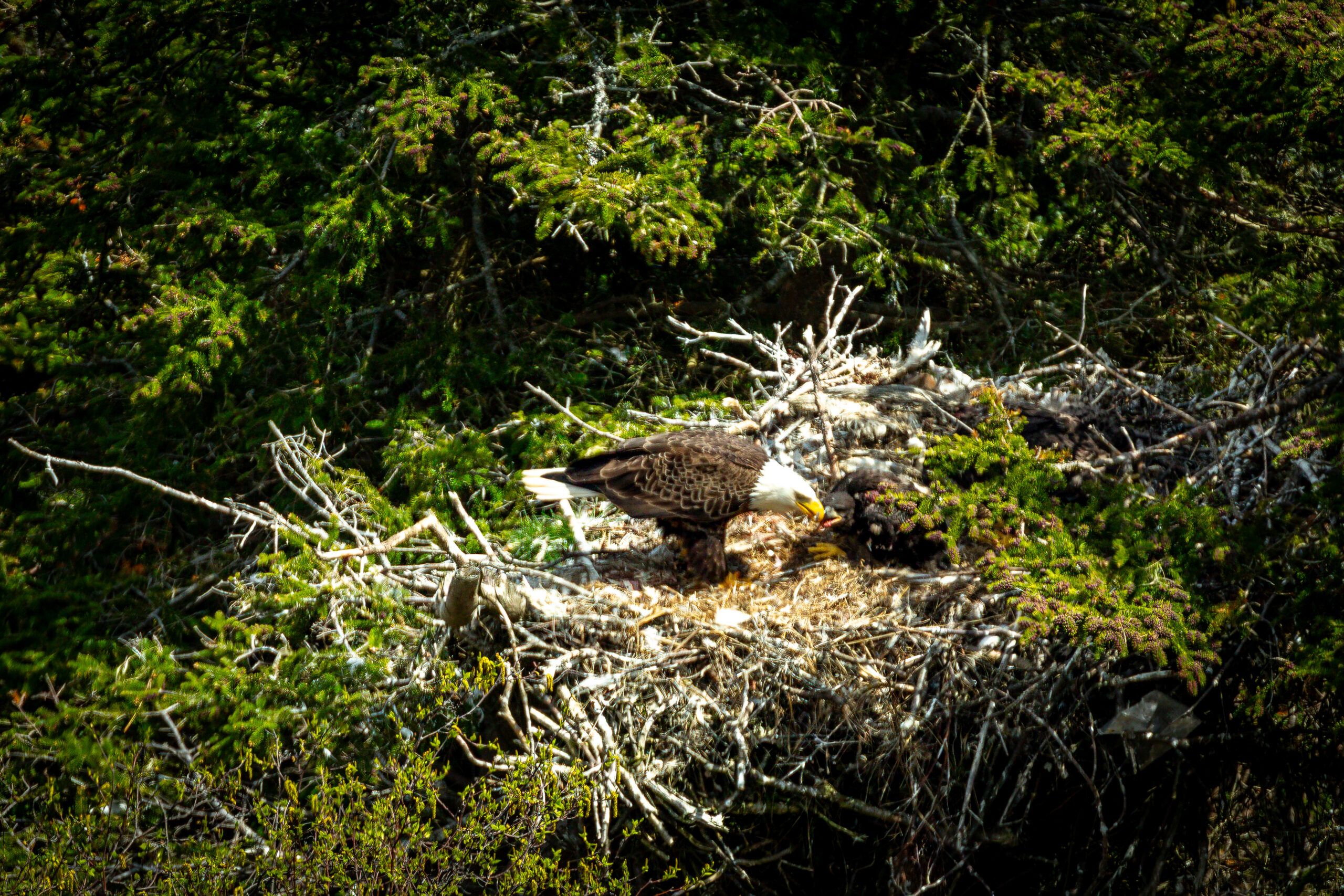 A bald eagle feeds a chick in a nest high in a pine tree. The adult eagle has its beak near the chick's mouth, and the chick is reaching up.