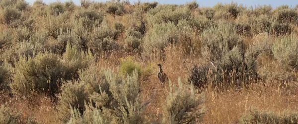 Female sage grouse bird in sage high desert