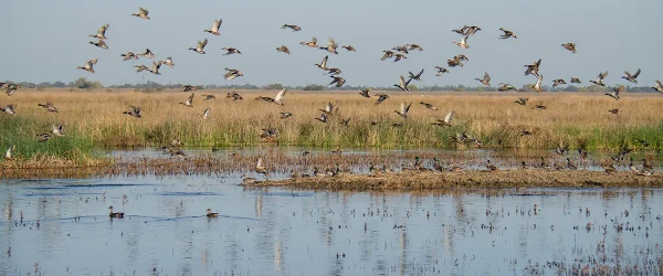 Mixed flock of ducks flying over wetlands