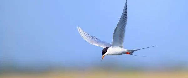 Tern flying at Bolsa Chica Wetland, CA