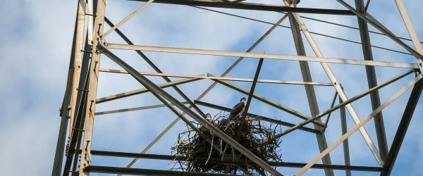 Osprey standing in nest on steel lattice powerline tower