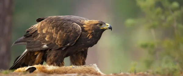 Golden eagle (Aquila chrysaetos) Golden eagle (Aquila chrysaetos)