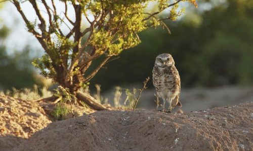 "This owl surveys the desert scene in the early morning light at Las Cruces, New Mexico. Note that someone placed some identification bands on the legs of this little guy.More desert creature images:"