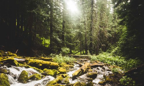 Stream through forest