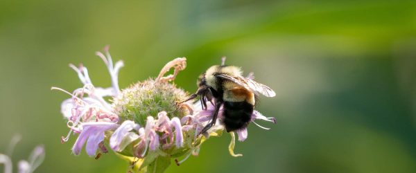 Rusty patched bumble bee