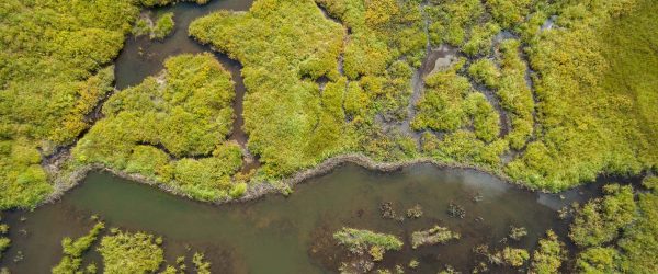 Drone view of wetlands created by beaver dam in Colorado.