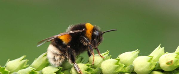 Bumble-bee sitting on green leaf