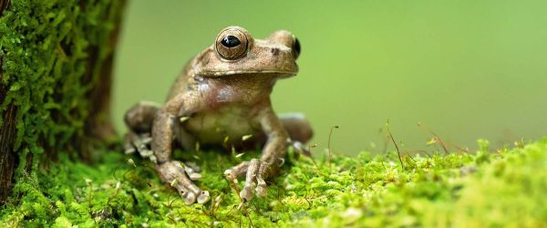 The Panama cross-banded tree frog (Smilisca sila)