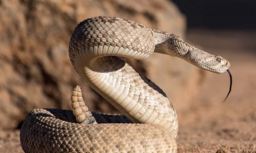Rattlesnake