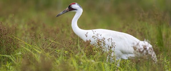 Whooping Crane in Southern Texas Whooping Crane in a field in Southern Texas