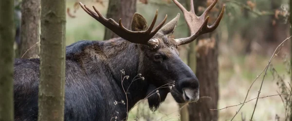 Mammal - bull moose (Alces)
