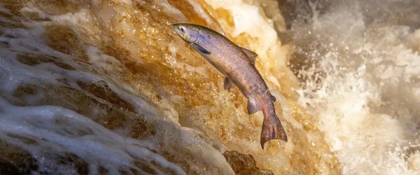 Atlantic Salmon leaping upstream