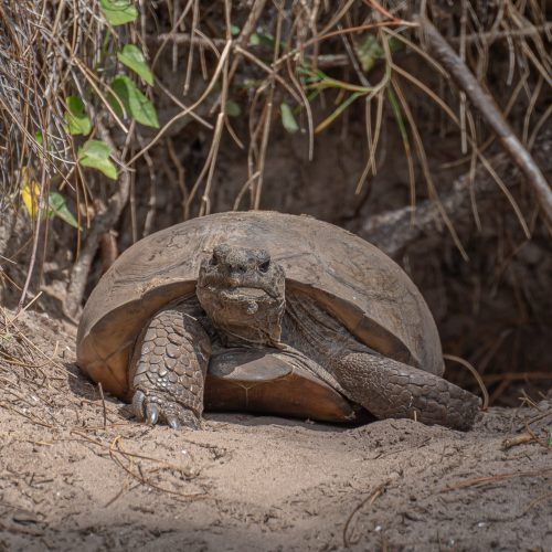 Gopher Tortoise