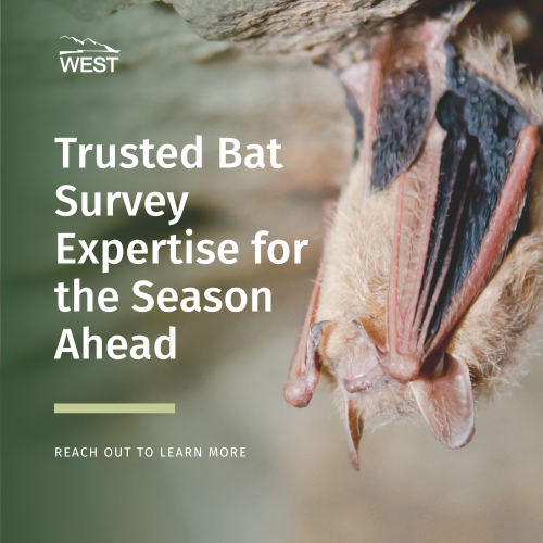 WEST Bat Surveys Post