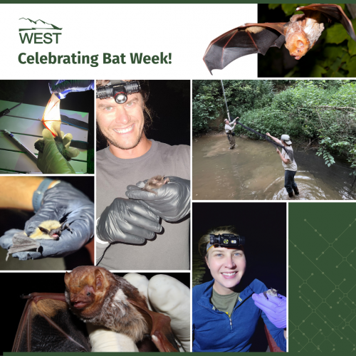 Bat Week 2025 Bat Week 2025