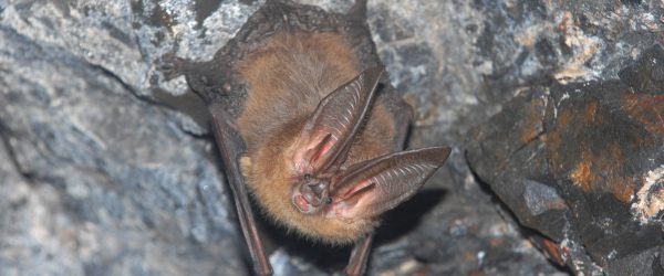 townsend's big-eared bat hanging in cave