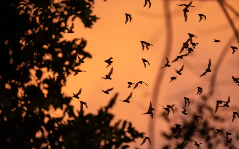 Bats flying during sunset