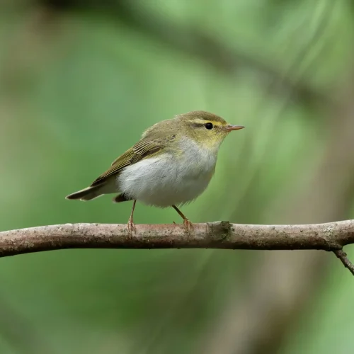 Wood warbler, Phylloscopus sibilatrix, single bird on branch, Northamptonshire, June 2024
