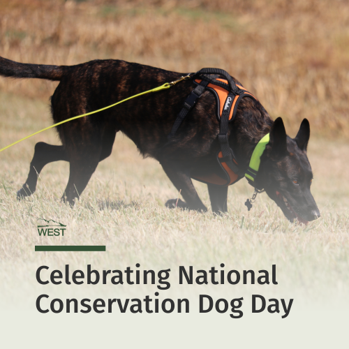 Conservation Dog Day
