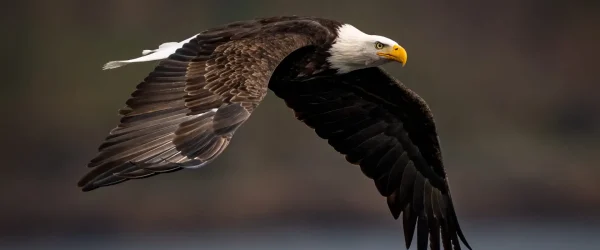 Bald Eagle over Lake
