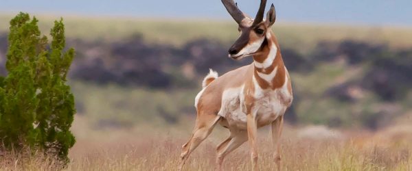 Pronghorn Buck
