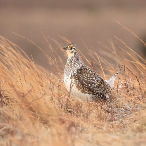 Sharp-tailed Grouse
