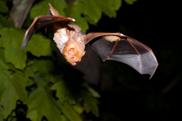 Lasiurus borealis (eastern red bat) in flight 2