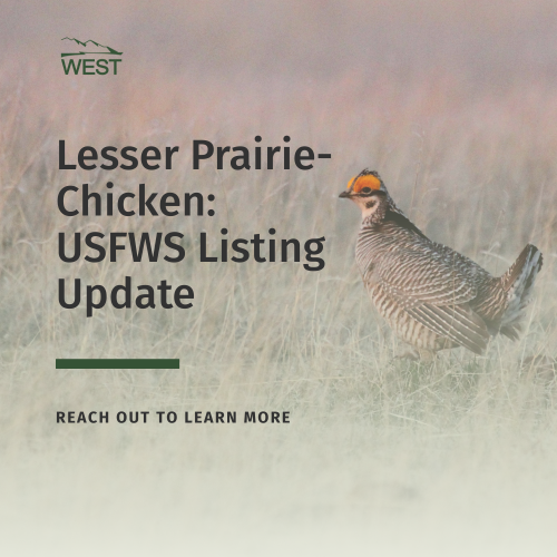 Lesser Prairie-Chicken Federal Listing Update