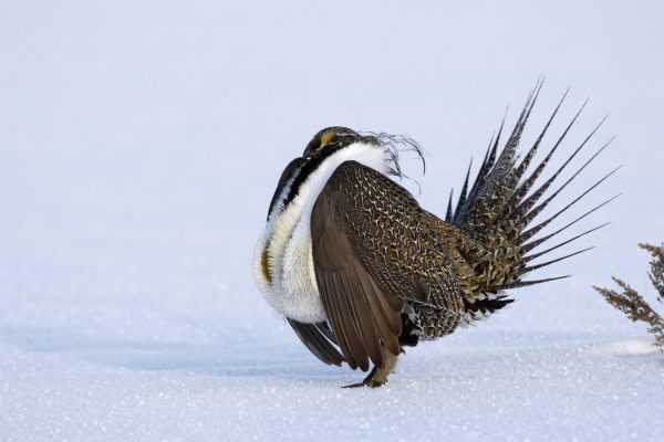 Male Sage Grouse Winter