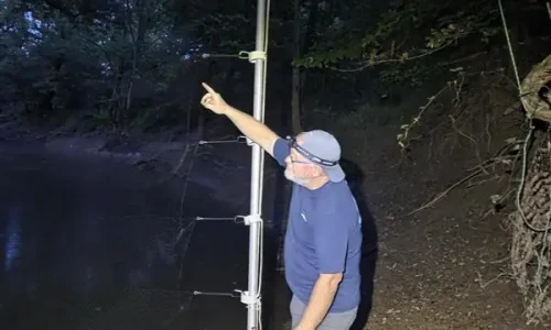 WEST employee near bat mist net