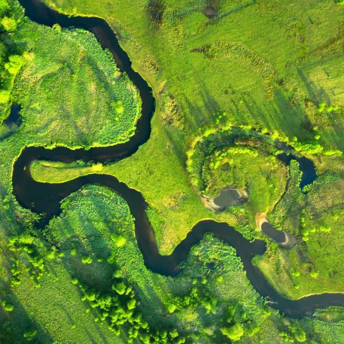 Wetlands and Aquatics