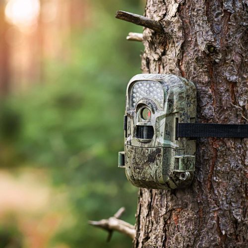 Wildlife Research and Monitoring