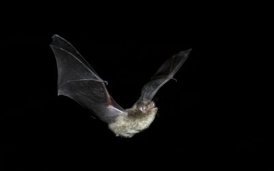 Myotis lucifugus (little brown bat) flight Travis Brown