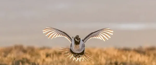 Greater Sage-Grouse Male Lek