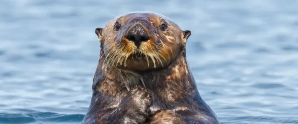 Sea Otter