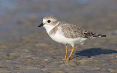 Endangered Piping Plover, Charadrius melodus, on dark gray or brown beach sand