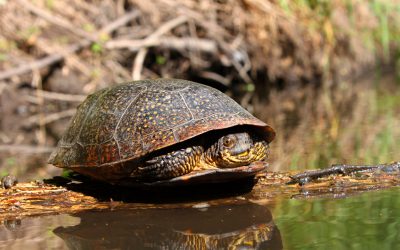 Blandings Turtle (Emydoidea blandingii) basking on a log in a creek of northern Illinois.