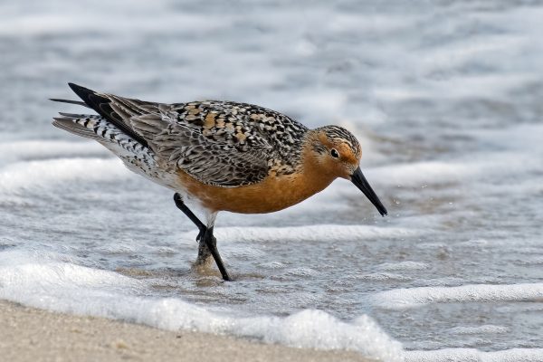 Red Knot