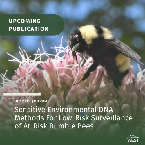 Sensitive Environmental DNA Methods For Low-Risk Surveillance of At-Risk Bumble Bees