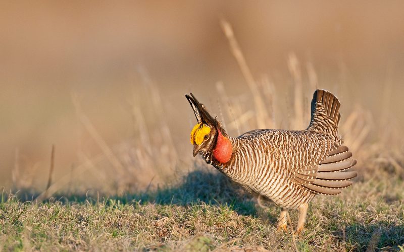 Lesser Prairie Chicken